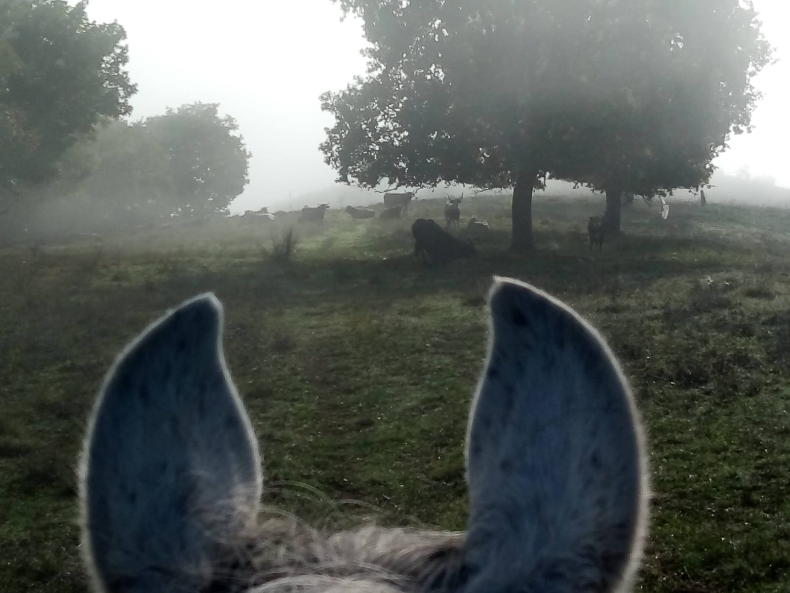 Orvieto cavallo trekking