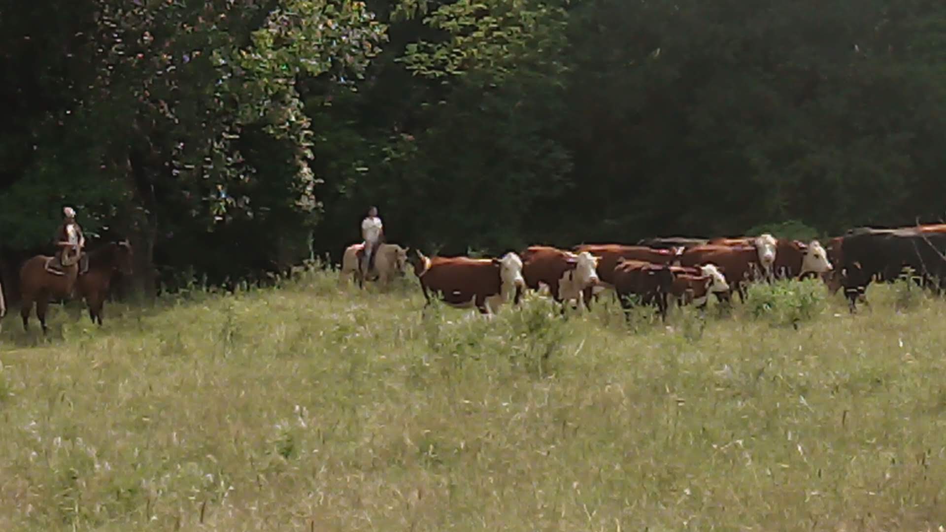 Orvieto riding horses