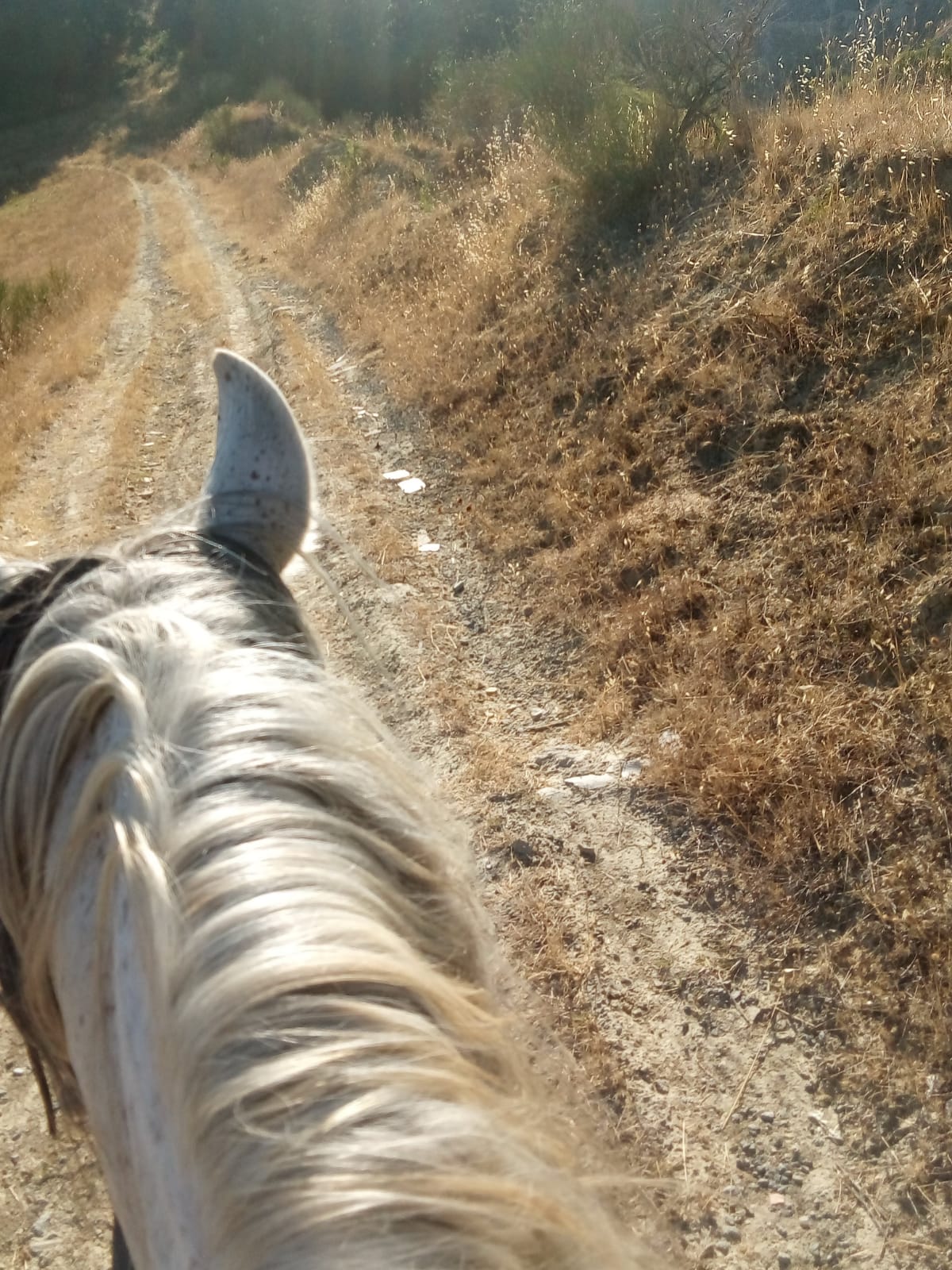 Orvieto trekking cavallo