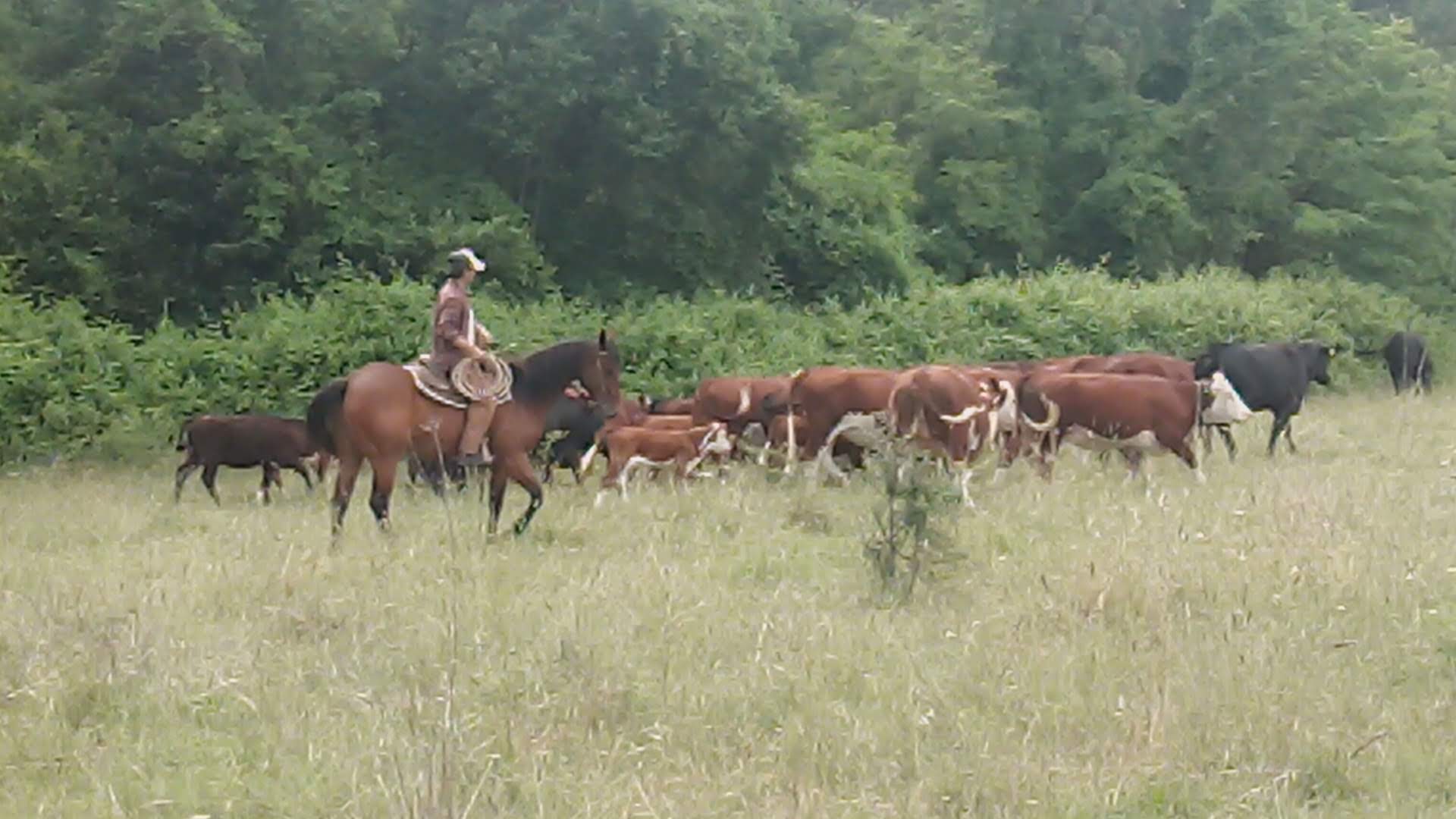 Ranch bagnoreggio cavalli
