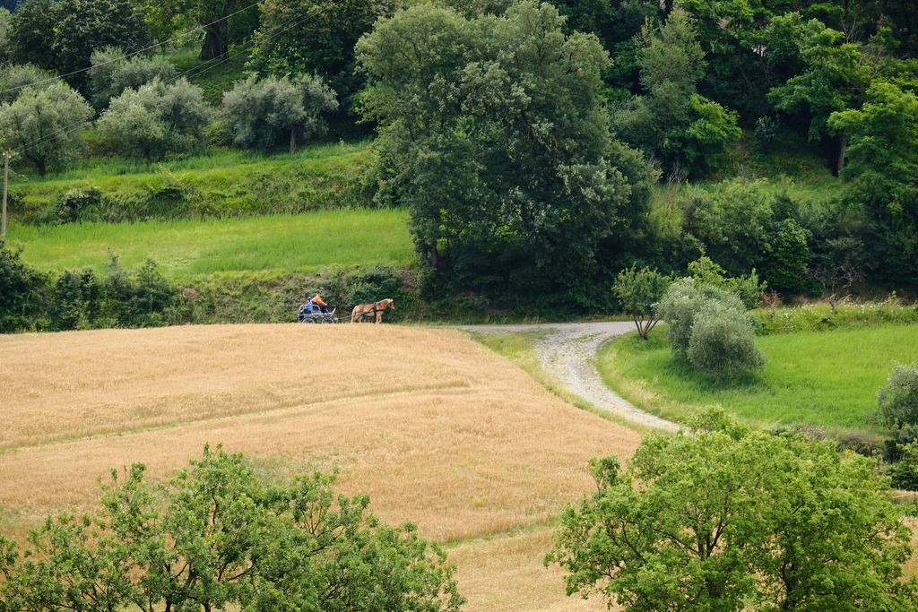 Cab horses tuscany