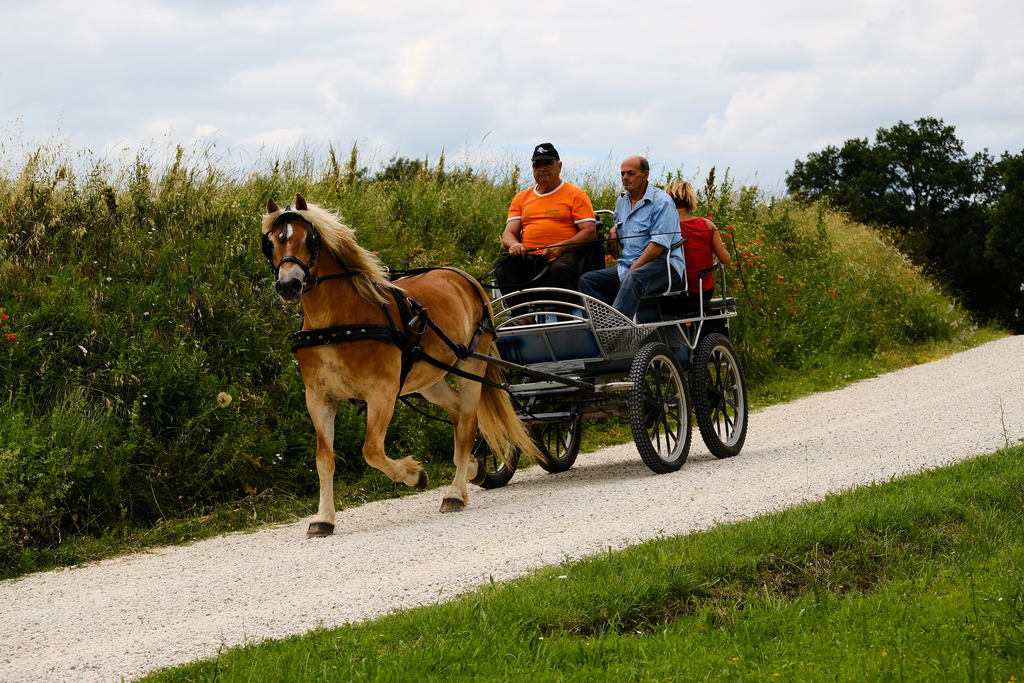 Cavalli carrozza val dorcia