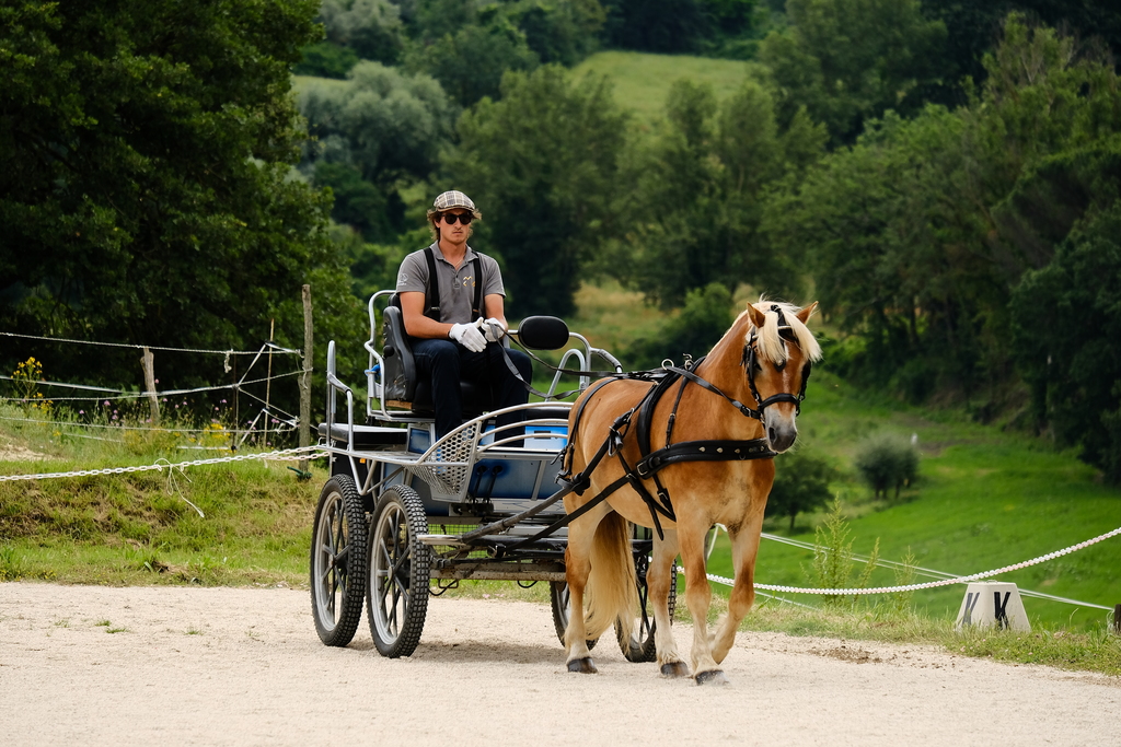 Gita carrozza cavalli