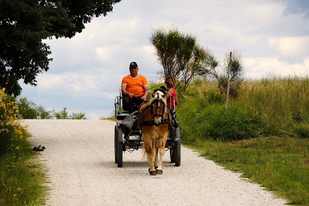 Horse coach tuscany