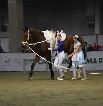 Cavallo volteggio fiera