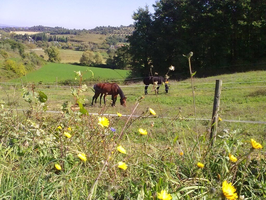 Maneggio chianciano chiusi