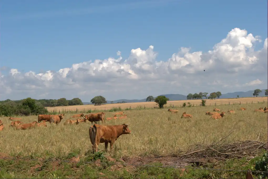 Allevamento cavalli maremma