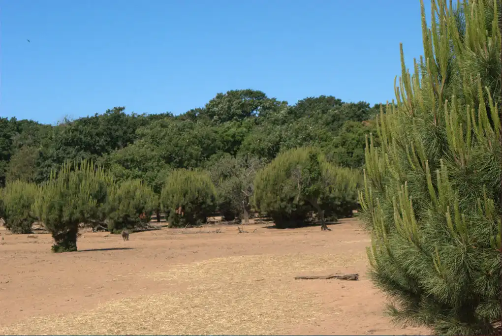 Cavalcare al mare passeggiata
