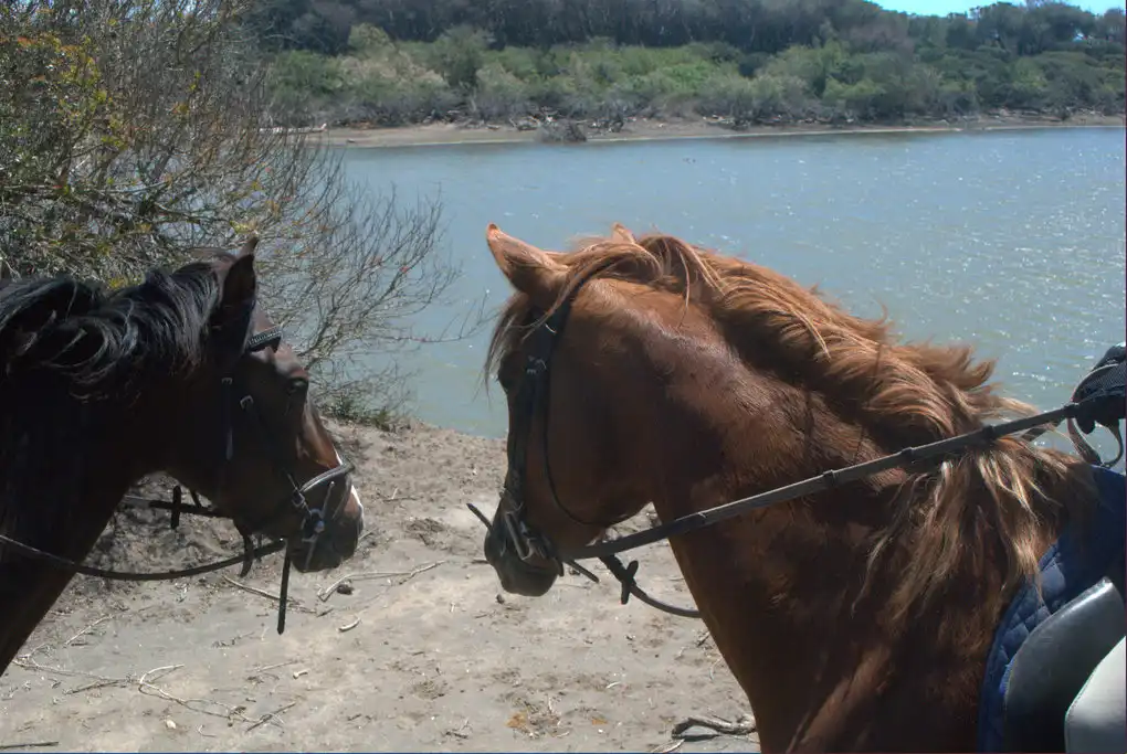 Cavallo montalto di castro passeggiata