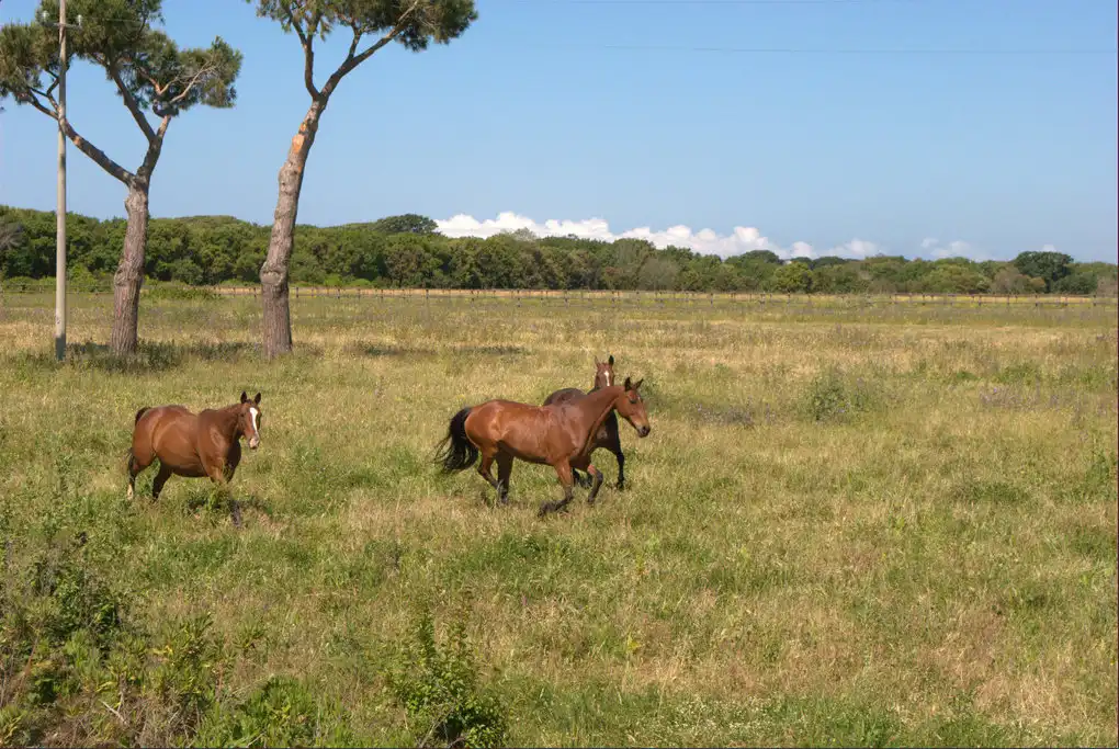 Maneggio cavalli montalto