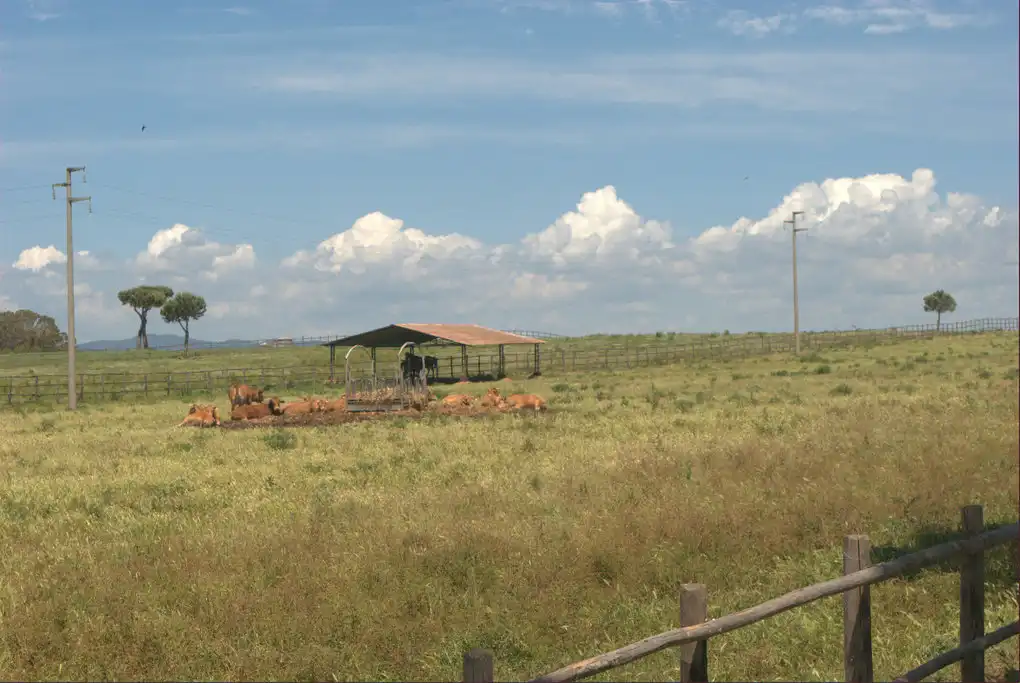 Montalto di castro cavallo
