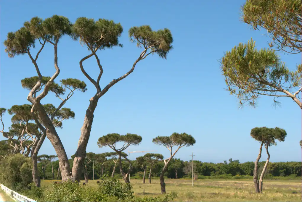 Natura cavallo vulci