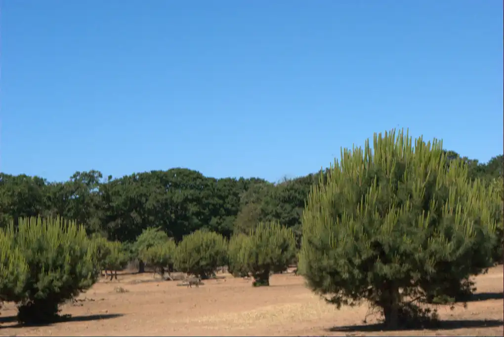 Passeggiate cavallo maremma