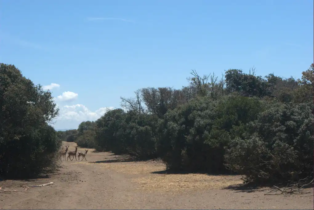 Passeggiate in maremma a cavallo