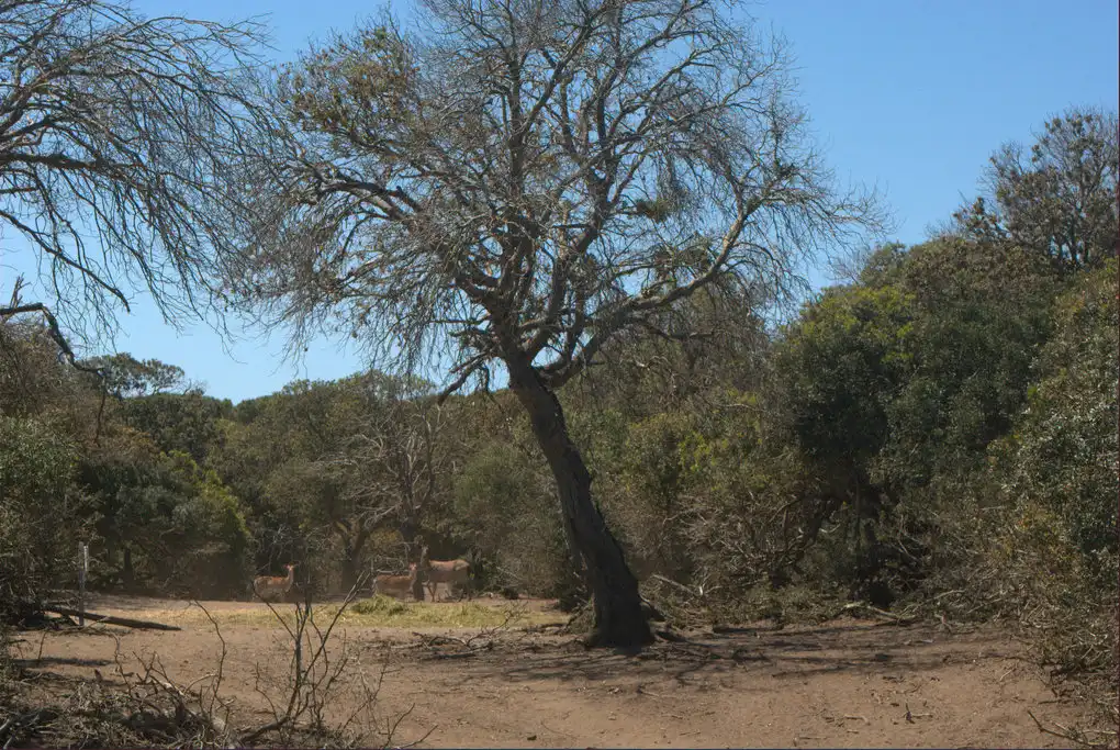 Visita parco animali