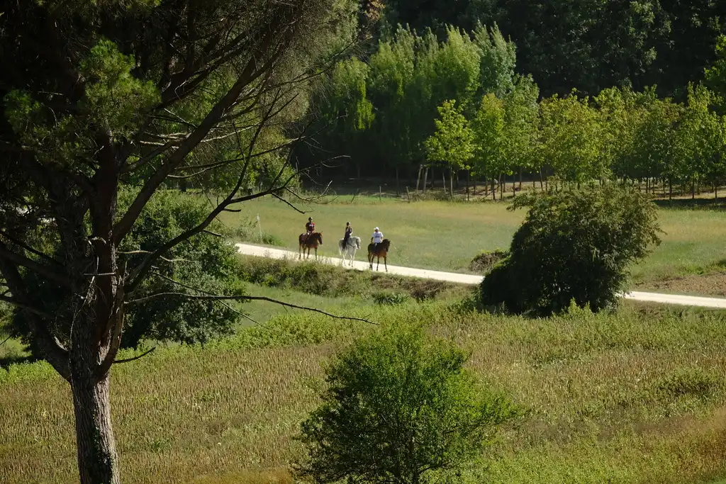 Passeggiata cavallo maneggio