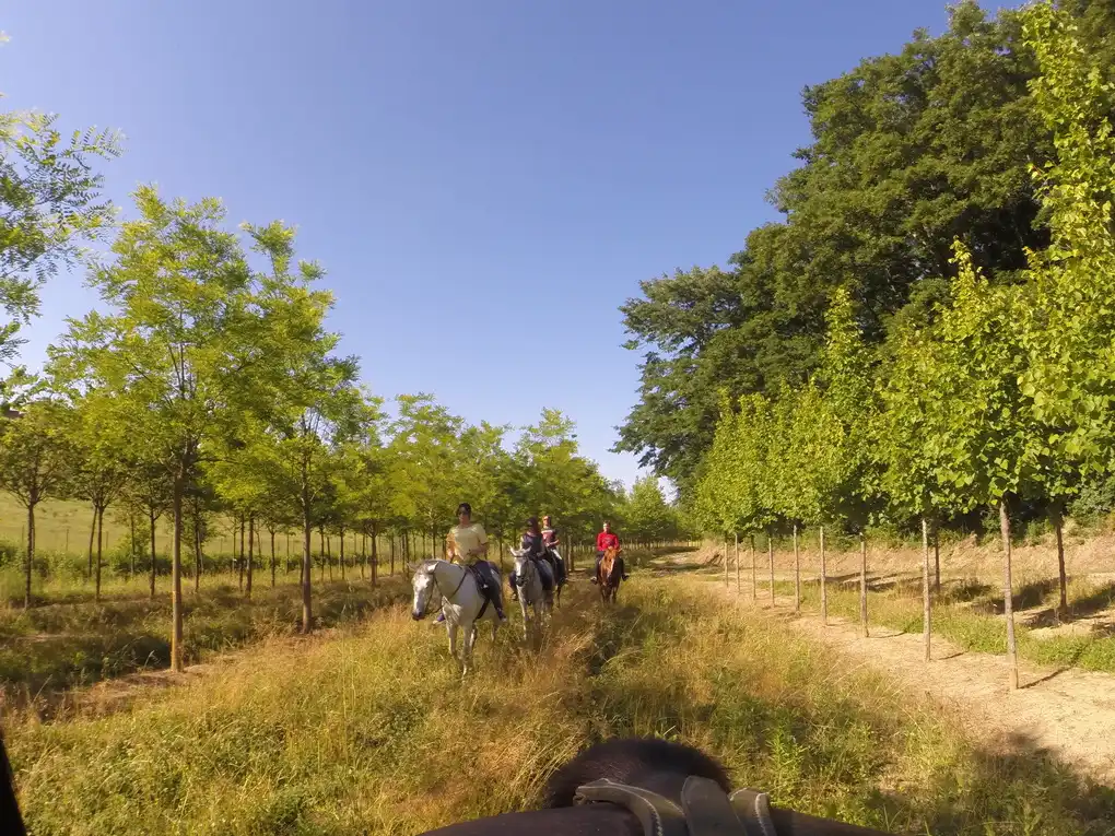 Passeggiata maneggio cavallo