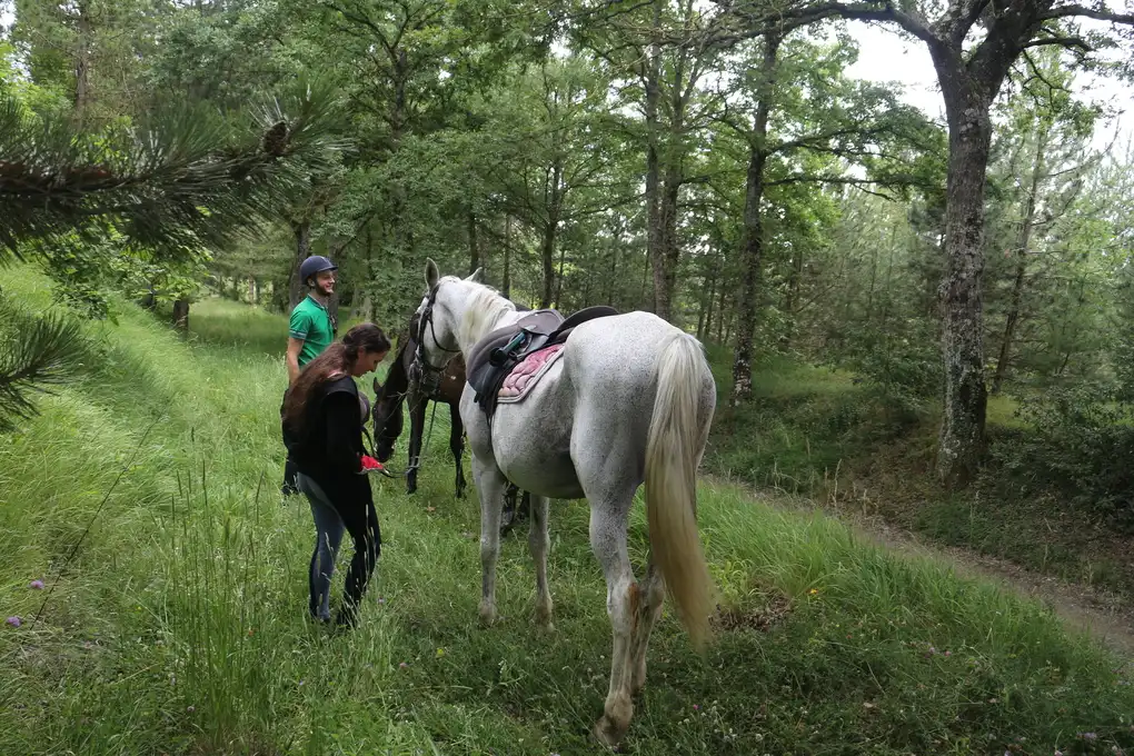 Escursione bosco cavallo